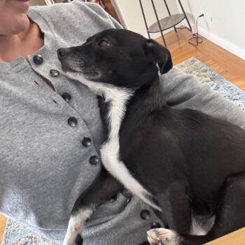 Pauly D -  Mixed Breed Dog for Adoption in San Francisco, California - Pauly D | PetCurious