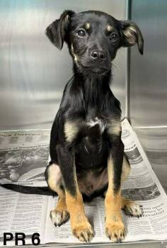 Terrier Dogs Available for Adoption in Brewster, New York - Ace (TN A Litter) | PetCurious