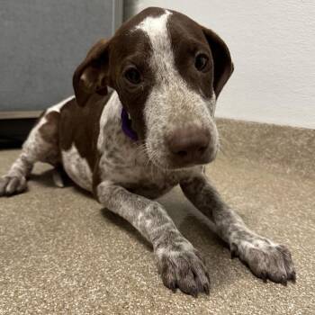 Tulli -  German Shorthaired Pointer and Mixed Breed Dog for Adoption in League City, Texas - Tulli | PetCurious