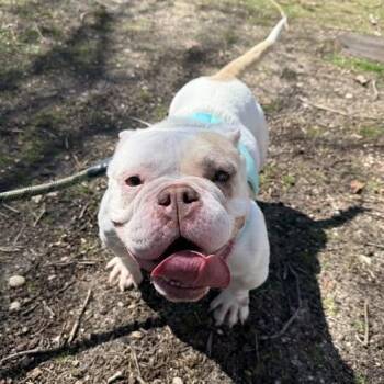 American Bulldog and Bull Terrier Dogs Available for Adoption - Amelia | PetCurious