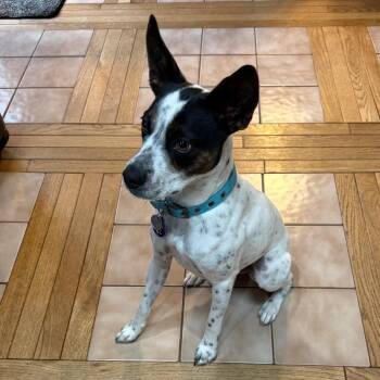 Boston Terrier and Boxer Dogs Available for Adoption in Rockville, Maryland - Buddy | PetCurious