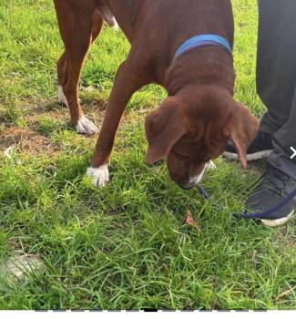 Drex -  Chocolate Labrador Retriever and Boxer Dog for Adoption in Warren, Rhode Island - Drex | PetCurious