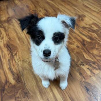 Border Collie Dogs Available for Adoption - Latte | PetCurious