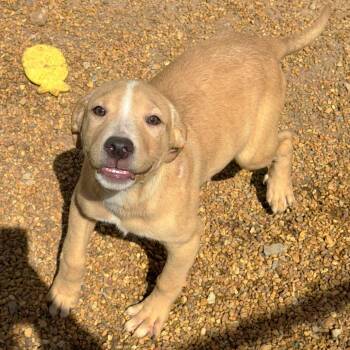 Mixed Breed Dogs Available for Adoption - Fennec | PetCurious