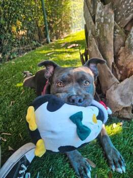 S/C Nighthawk (Was Cosmo) -  Terrier and Mixed Breed Dog for Adoption in North Miami Beach, Florida - S/C Nighthawk (Was Cosmo) | PetCurious