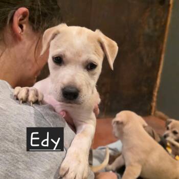 Mixed Breed Dogs Available for Adoption in Glenfield, New York - Edy | PetCurious