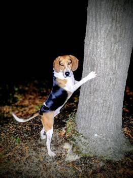 Sam -  Coonhound Dog for Adoption in Tallahassee, Florida - Sam | PetCurious