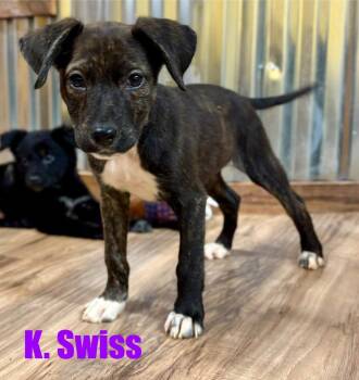 K.Swiss -  Miniature Poodle and Border Collie Dog for Adoption in New Baltimore, Michigan - K.Swiss | PetCurious
