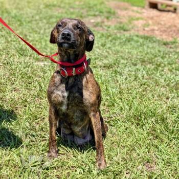 Princess Pebbleton 06-0304 -  Plott Hound and Mixed Breed Dog for Adoption in Tyrone, Georgia - Princess Pebbleton 06-0304 | PetCurious