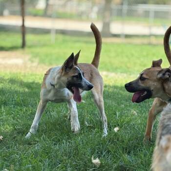 Rescue Cattle Dog and Border Collie Dogs for Adoption in San Jacinto, California - Eric | PetCurious