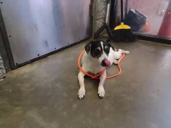 Rat Terrier Dogs Available for Adoption - PEARL | PetCurious