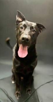 pez -  Labrador Retriever and German Shepherd Dog Dog for Adoption - Pez | PetCurious