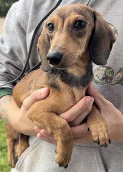 River -  Dachshund Dog for Adoption - River | PetCurious