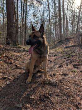 Rescue Belgian Shepherd Malinois Dogs for Adoption in Toronto, Ontario - Buddy | PetCurious