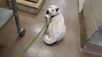 OSA -  Husky Dog for Adoption in Aurora, Illinois - OSA | PetCurious