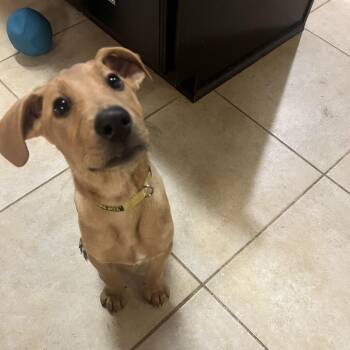 Mr Pickles -  Labrador Retriever and Rhodesian Ridgeback Dog for Adoption in Winder, Georgia - Mr Pickles | PetCurious
