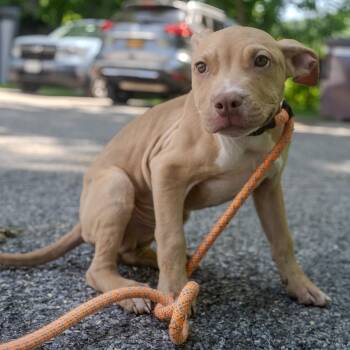 Hazelnut -  Pit Bull Terrier and Mixed Breed Dog for Adoption in Pawling, New York - Hazelnut | PetCurious