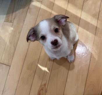 26Petey -  Chihuahua and Terrier Dog for Adoption in Shingle Springs, California - 26Petey | PetCurious