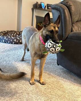 Rescue Belgian Shepherd Malinois Dogs for Adoption in Imlay City, Michigan - Winsome Willow - Located In TX | PetCurious