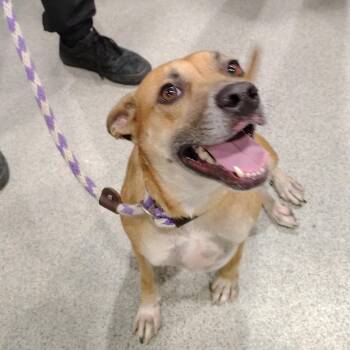 Dumbo -  Mixed Breed Dog for Adoption in Tampa, Florida - Dumbo | PetCurious