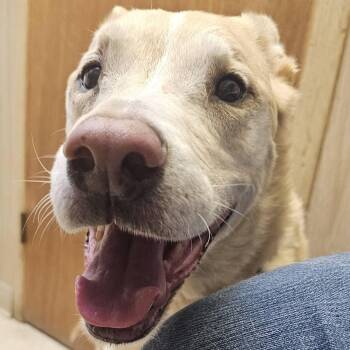 Rescue German Shepherd Dog and Labrador Retriever Dogs for Adoption in Grafton, Ohio - Viktor | PetCurious