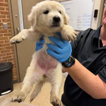 Nova -  Retriever Dog for Adoption in Birmingham, Alabama - Nova | PetCurious