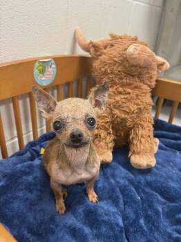 Chihuahua Dogs Available for Adoption - Petey | PetCurious