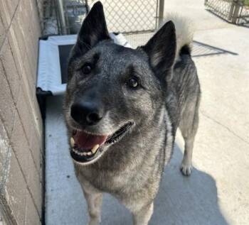 BLAZE -  Norwegian Elkhound Dog for Adoption in Olathe, Kansas - BLAZE | PetCurious