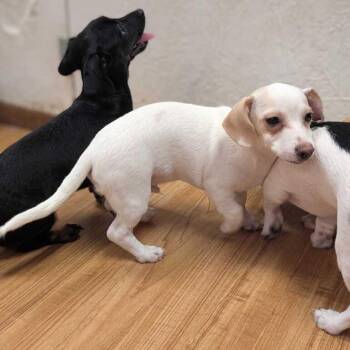 Ivory -  Chihuahua Dog for Adoption in Grand Junction, Colorado - Ivory | PetCurious