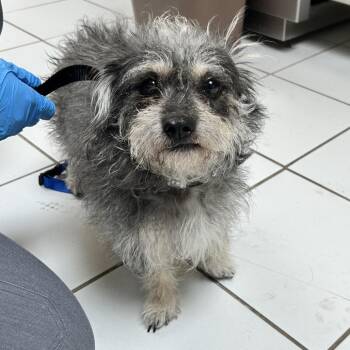 Rocky -  Terrier and Mixed Breed Dog for Adoption in Ojai, California - Rocky | PetCurious