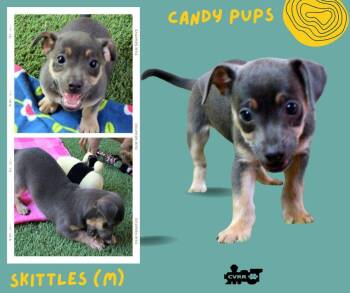 Skittles )Puppy) -  Terrier Dog for Adoption in Lindsay, California - Skittles )Puppy) | PetCurious