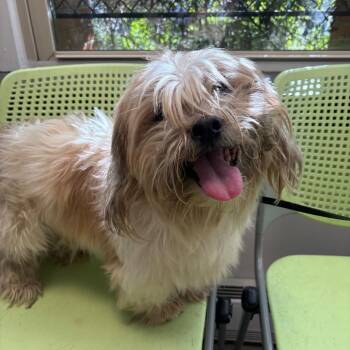 Tin Tin -  Mixed Breed Dog for Adoption in Philadelphia, Pennsylvania - Tin Tin | PetCurious