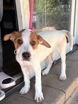 Rescue Mixed Breed Dogs for Adoption - Robo | PetCurious