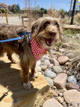Aussiedoodle and Poodle Dogs Available for Adoption in Littleton, Colorado - Chloe4 | PetCurious