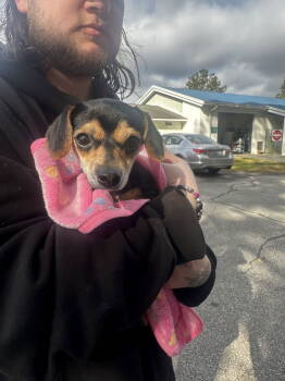 Rescue Chihuahua and Dachshund Dogs for Adoption in Sanford, North Carolina - Pecan Pie | PetCurious