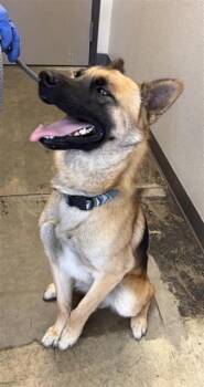 MILLER -  German Shepherd Dog and Mixed Breed Dog for Adoption in Ontario, California - MILLER | PetCurious