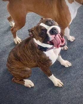 Zoey -  Boxer Dog for Adoption in Monticello, New York - Zoey | PetCurious