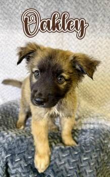Belgian Shepherd Malinois Dogs Available for Adoption in Boerne, Texas - Oakley | PetCurious