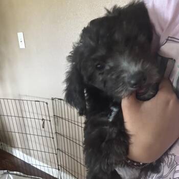 Pepper -  Miniature Poodle and Maltese Dog for Adoption in Calimesa, California - Pepper | PetCurious