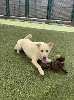 Charlotte -  Retriever and Mixed Breed Dog for Adoption in Fort Worth, Texas - Charlotte | PetCurious