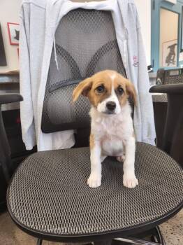 Carolina Dog Dogs Available for Adoption in New Rochelle, New York - Kali | PetCurious