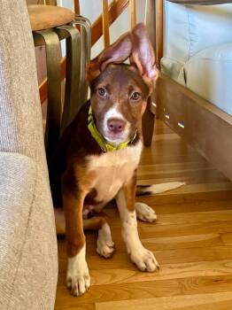Moxie -  Shepherd Dog for Adoption in Pembroke, Massachusetts - Moxie | PetCurious