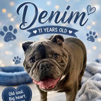 Denim -  English Bulldog Dog for Adoption in Waldorf, Maryland - Denim | PetCurious