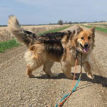 Rescue German Shepherd Dog Dogs for Adoption in Grand Forks, North Dakota - Dax | PetCurious