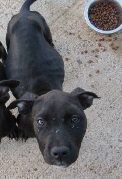 Rescue Terrier and Mixed Breed Dogs for Adoption in West Memphis, Arkansas - Imogen | PetCurious