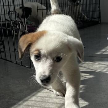 Rescue Hound Dogs for Adoption in Paramus, New Jersey - Oona | PetCurious