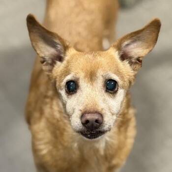 Chihuahua and Dachshund Dogs Available for Adoption in Sacramento, California - Benji Anthony | PetCurious