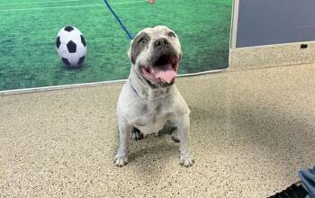 DELIA -  American Bulldog Dog for Adoption in Doral, Florida - DELIA | PetCurious