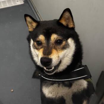 Mixed Breed Dogs Available for Adoption - Kenji | PetCurious