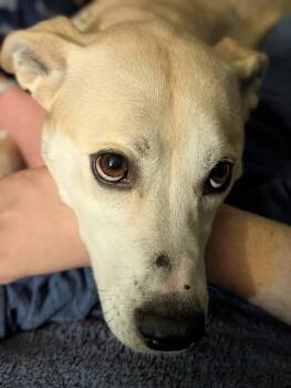 Labrador Retriever and Hound Dogs Available for Adoption in Oak Bluffs, Massachusetts - Izzy | PetCurious